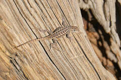 Sceloporus graciosus vandenburgianus