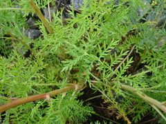 Artemisia laciniata