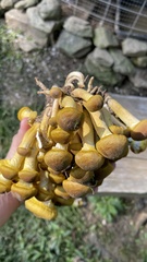 Armillaria mellea
