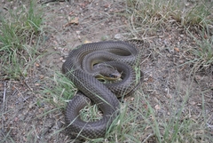 Coluber constrictor flaviventris