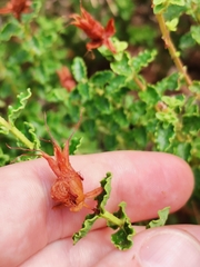 Hypericum balearicum