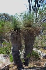 Xanthorrhoea quadrangulata