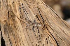 Sceloporus graciosus vandenburgianus