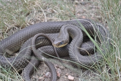 Coluber constrictor flaviventris