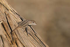 Sceloporus graciosus vandenburgianus