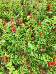 Hypericum balearicum