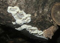 Myxomycetes