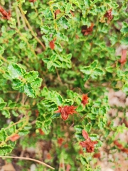 Hypericum balearicum