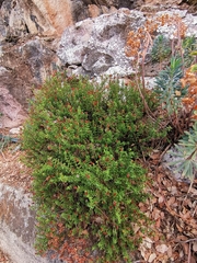 Hypericum balearicum