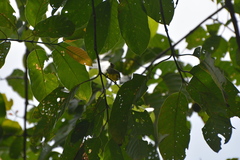 Aegithina lafresnayei