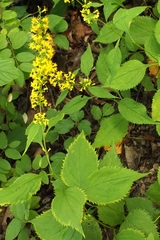 Solidago flexicaulis