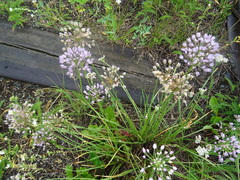 Allium angulosum