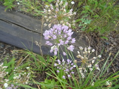 Allium angulosum