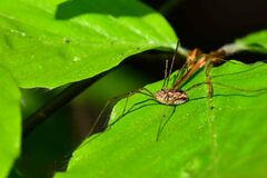 Rilaena triangularis