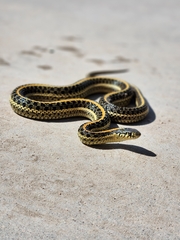 Thamnophis radix