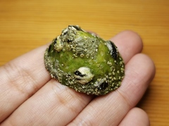 Niveotectura pallida