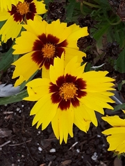 Coreopsis basalis