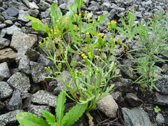 Senecio dubitabilis