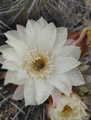 Trichocereus deserticola