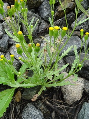 Senecio dubitabilis