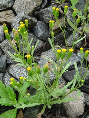 Senecio dubitabilis
