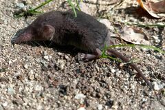 Crocidura suaveolens