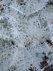 Centaurea gymnocarpa