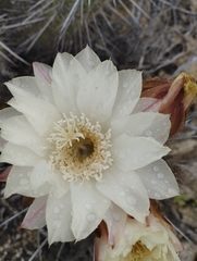 Trichocereus deserticola