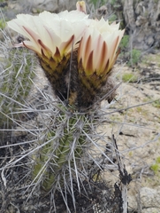 Trichocereus deserticola