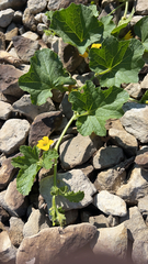 Cucumis melo