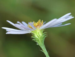 Symphyotrichum anomalum
