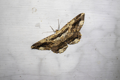 Coremecis nigrovittata