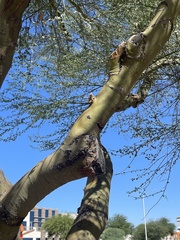 Parkinsonia