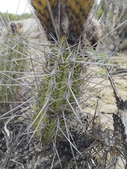 Trichocereus deserticola