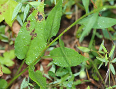 Symphyotrichum anomalum