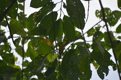 Aegithina lafresnayei