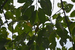 Aegithina lafresnayei