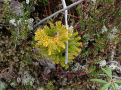 Dendrolycopodium dendroideum