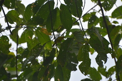 Aegithina lafresnayei