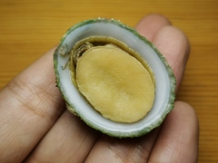 Niveotectura pallida