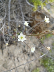 Oziroe biflora