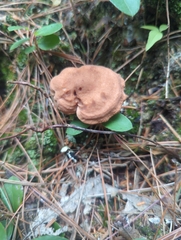 Hapalopilus rutilans