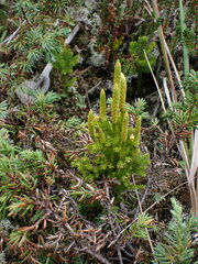 Dendrolycopodium dendroideum
