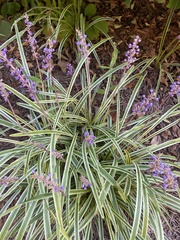 Liriope