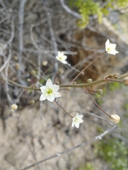 Oziroe biflora