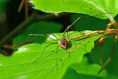 Rilaena triangularis