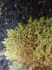 Racomitrium fasciculare