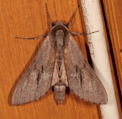 Lapara coniferarum