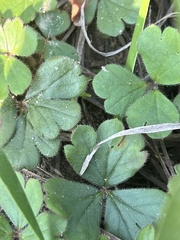Pelargonium ternifolium