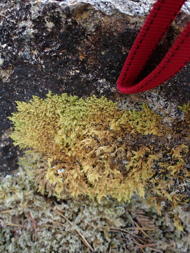 Image of Racomitrium fasciculare by no rights reserved